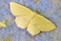 Cyclophora ruficiliaria