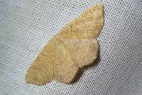 Cyclophora ruficiliaria