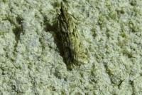 Eudonia angustea