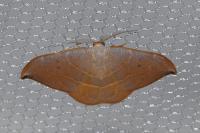 Watsonalla uncinula