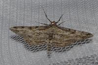 Peribatodes rhomboidaria rhomboidaria