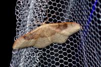 Idaea degeneraria