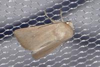 Mythimna sicula