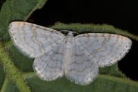 Asthena albulata