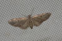 Eupithecia tantillaria