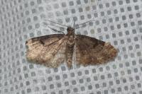 Eupithecia tantillaria