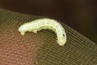 Operophtera brumata