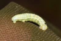 Operophtera brumata