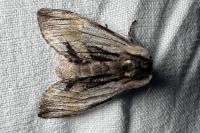 Harpyia milhauseri