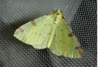 Opisthograptis luteolata