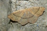 Cyclophora ruficiliaria