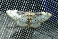 Idaea filicata