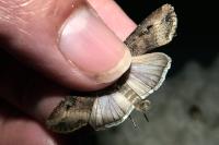 Agrotis ipsilon