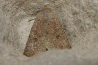 Orthosia cerasi