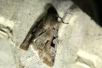 Orthosia gothica