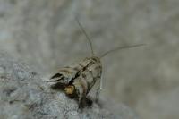 Homoeosoma sinuella
