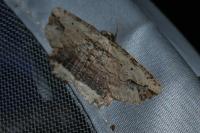 Menophra abruptaria
