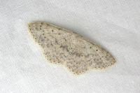 Scopula marginepunctata