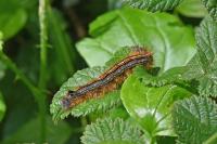 Malacosoma neustria