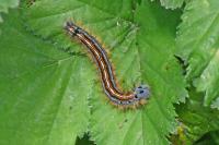Malacosoma neustria