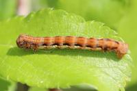 Erannis defoliaria