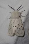 Spilosoma lubricipeda