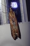 Ancylosis cinnamomella