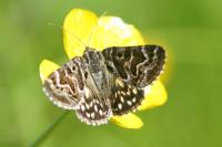 Euclidia mi