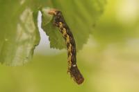Erannis defoliaria