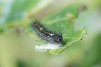 Lymantria dispar