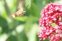 Hemaris fuciformis