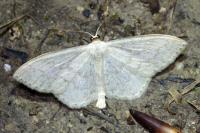 Scopula floslactata