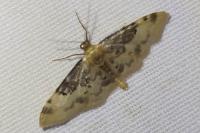 Idaea filicata