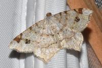 Macaria notata