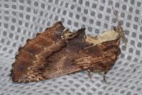 Ptilodon capucina