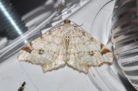 Macaria notata