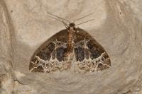 Ecliptopera silaceata