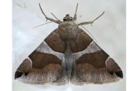 Dysgonia algira