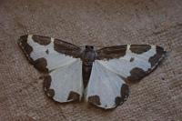 Lomaspilis marginata