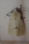 Spilarctia lutea