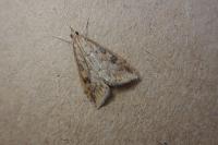 Udea ferrugalis