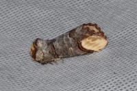 Phalera bucephala