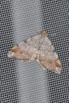 Macaria liturata