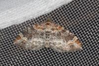 Xanthorhoe spadicearia/ferrugata