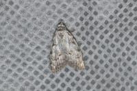 Nola confusalis