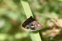 Pyrausta aurata
