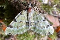 Colostygia pectinataria