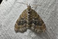 Acasis viretata