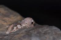 Perigrapha i-cinctum gepida