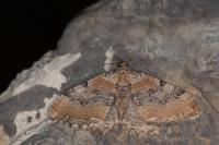 Rheumaptera cervinalis barbuti